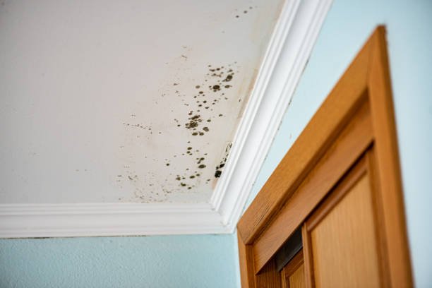 mold removal shelby township