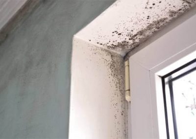 mold removal macomb