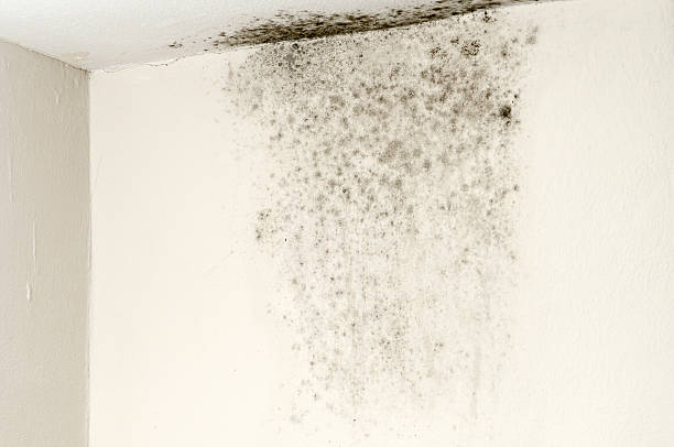 mold removal harrison township